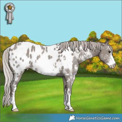 Horse Color:Silver Grullo Sabino Appaloosa