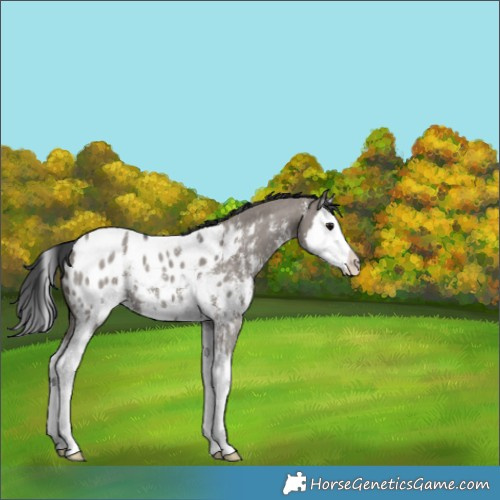 Horse Color:Grullo Sabino Splash Appaloosa 