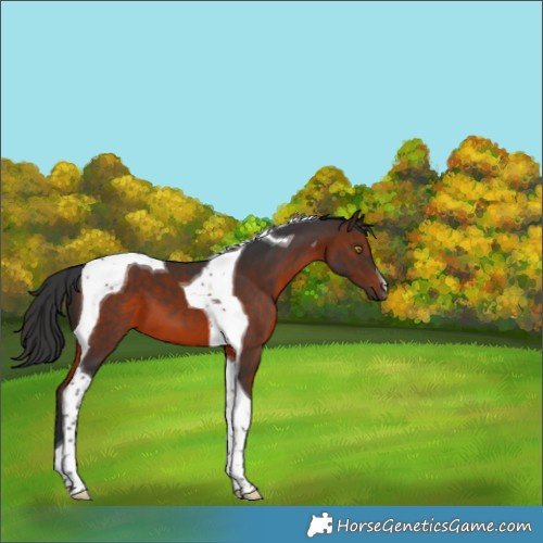 Horse Color:Brown Tobiano 