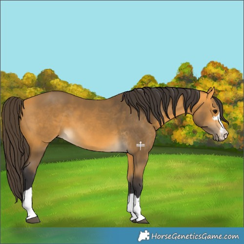 Horse Color:Buckskin 