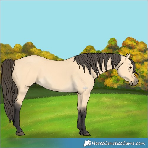 Horse Color:Buckskin Dun 