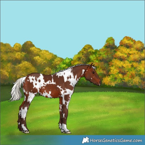 Horse Color:White Spotted Silver Brown