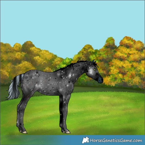 Horse Color:ERROR: UNKNOWN ANOMALY