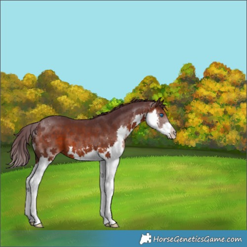 Horse Color:Chocolate Brown Splash 