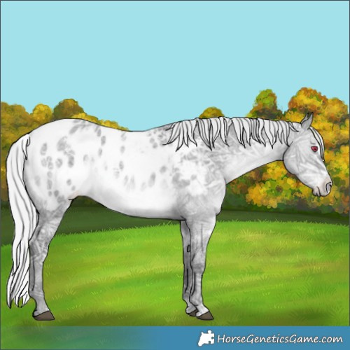 Horse Color:White Spotted Silver Grullo Chinchilla Ice Appaloosa Rabicano 