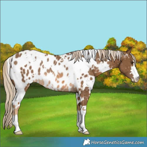 Horse Color:White Spotted Chocolate Palomino Near Leopard Rabicano 