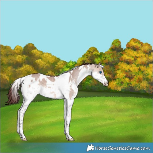 Horse Color:White Spotted Chocolate Bay Dun Mushroom Splash Tobiano 