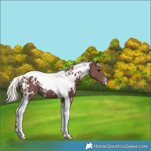 Horse Color:White Spotted Chocolate Silver Black Tobiano Appaloosa 