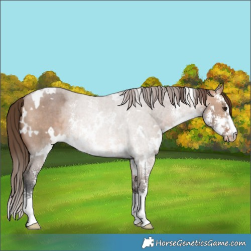 Horse Color:White Spotted Bay Dun Sabino Appaloosa
