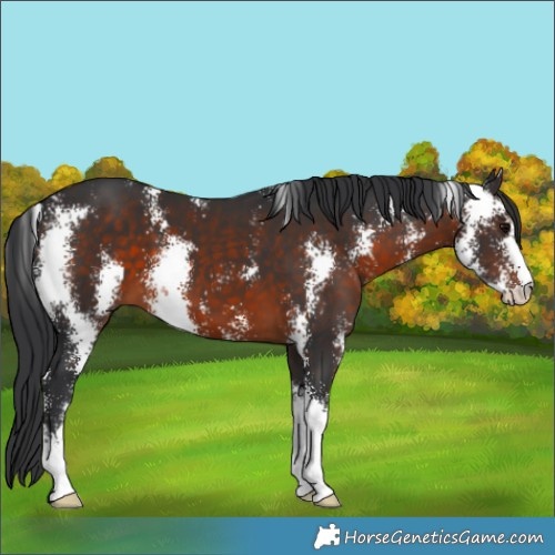Horse Color:Brown Sabino 
