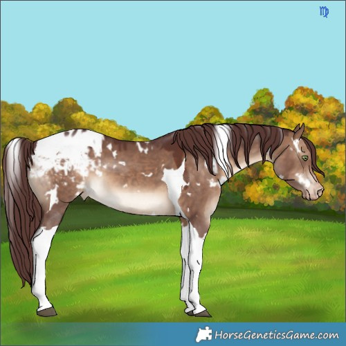 Horse Color:White Spotted Chocolate Brown Dun Tobiano Appaloosa 