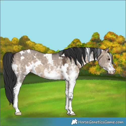 Horse Color:White Spotted Brown Dun 
