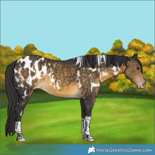 Horse Color:White Spotted Buckskin Tobiano Appaloosa Rabicano