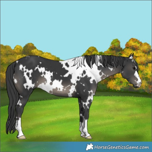Horse Color:White Spotted Black