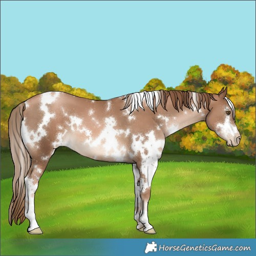 Horse Color:White Spotted Liver Chestnut Pearl