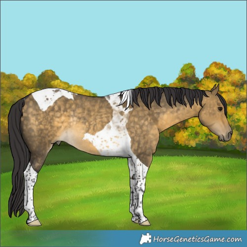 Horse Color:Buckskin Dun Tobiano Rabicano 