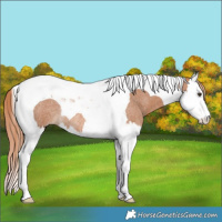 Horse Color:Red Roan Splash Tobiano Rabicano 