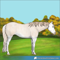 Horse Color:Gold Champagne Roan Dun Splash Rabicano 