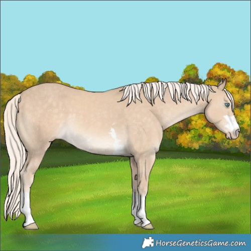 Horse Color:Cremello