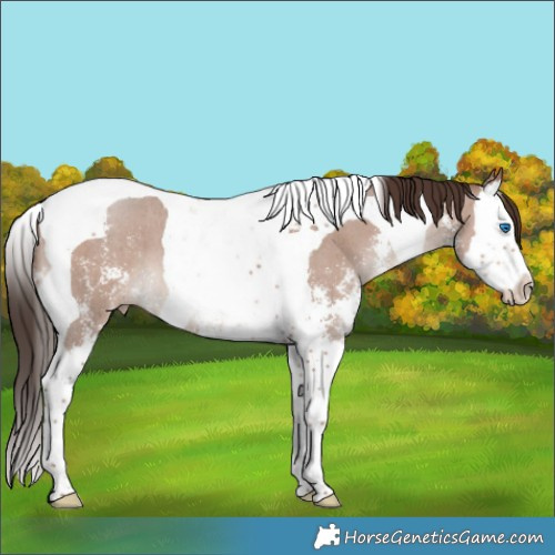 Horse Color:Classic Champagne Sabino Splash Tobiano 