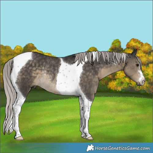 Horse Color:Silver Smoky Black Tobiano Rabicano 