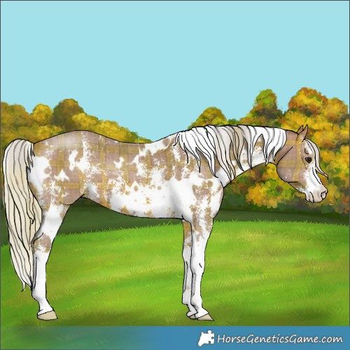Horse Color:Plaid White Spotted Silver Bay Sabino