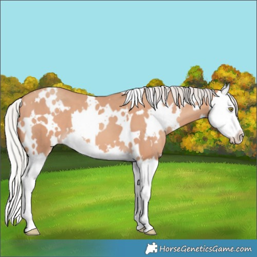 Horse Color:White Spotted Silver Amber Champagne Splash 