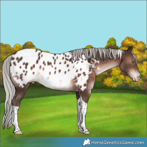 Horse Color:Silver Brown Tobiano Appaloosa