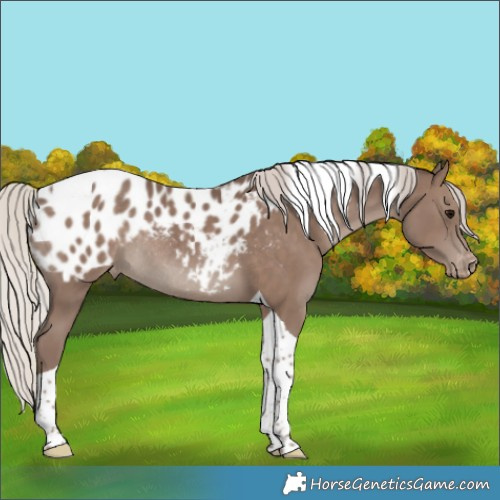 Horse Color:Silver Black Tobiano Appaloosa Rabicano 
