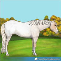 Horse Color:Palomino Roan Snowcap 
