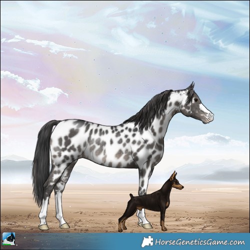 Horse Color:Black Appaloosa Rabicano 