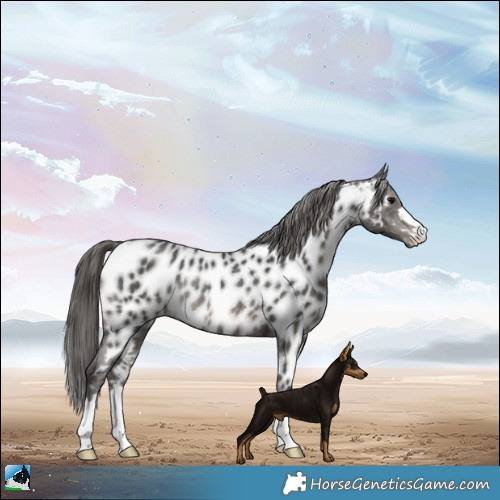 Horse Color:Black Appaloosa Rabicano 