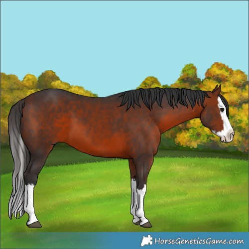 Horse Color:Bay Splash 