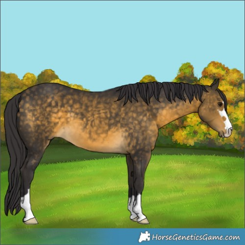 Horse Color:Buckskin 