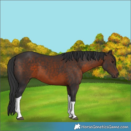 Horse Color:Brown Tobiano 