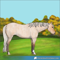 Horse Color:Silver Bay Roan Dun 