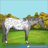 Horse Color:Blue Roan Appaloosa 