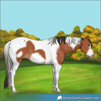 Horse Color:Bay Tobiano Frame