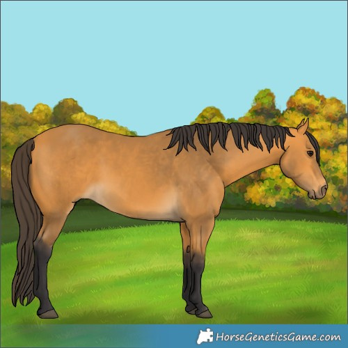 Horse Color:Buckskin 