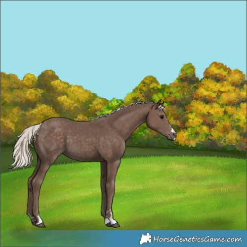 Horse Color:Silver Black 