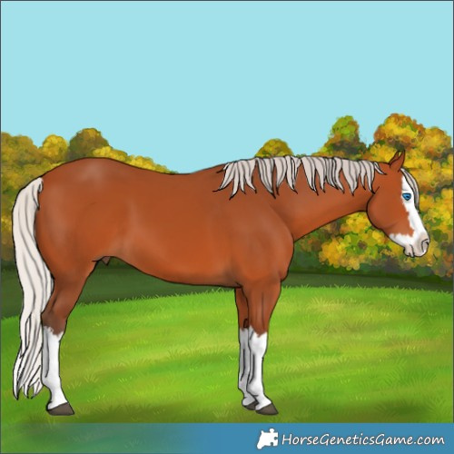 Horse Color:Silver Bay Splash