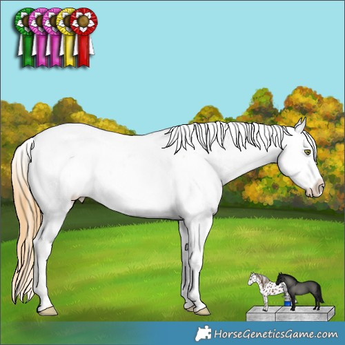 Horse Color:Red Dun Pearl Appaloosa 