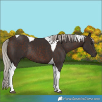 Horse Color:Silver Brown Tobiano Rabicano