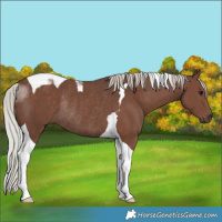 Horse Color:Silver Black Tobiano Rabicano
