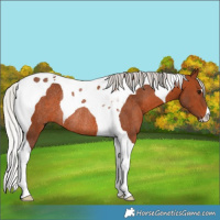 Horse Color:Silver Brown Tobiano Rabicano 