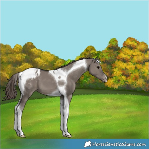 Horse Color:Smoky Grullo Tobiano Appaloosa 