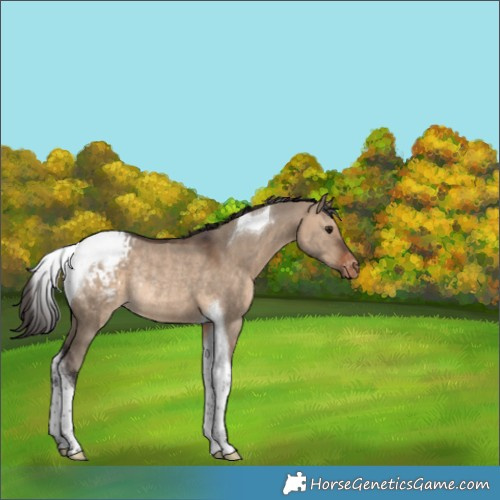 Horse Color:Brown Dun Tobiano Appaloosa Rabicano 