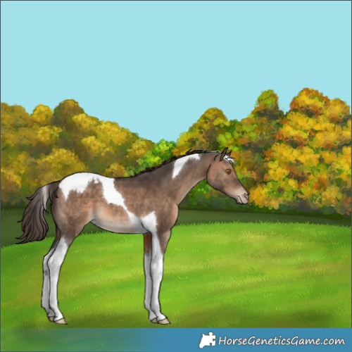 Horse Color:Brown Dun Tobiano Appaloosa 