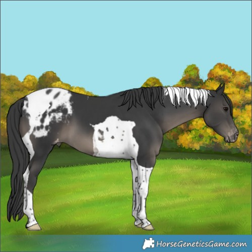 Horse Color:Black Tobiano Appaloosa