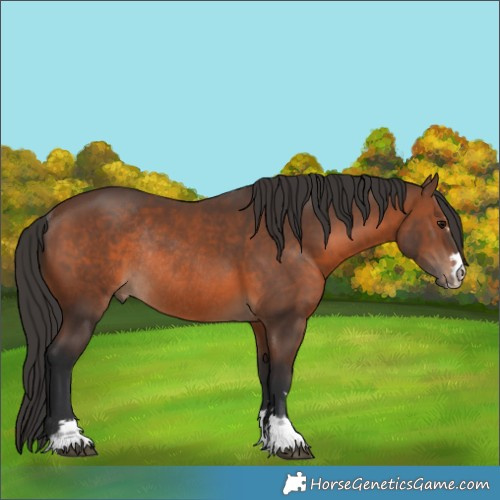 Horse Color:Brown Rabicano 
